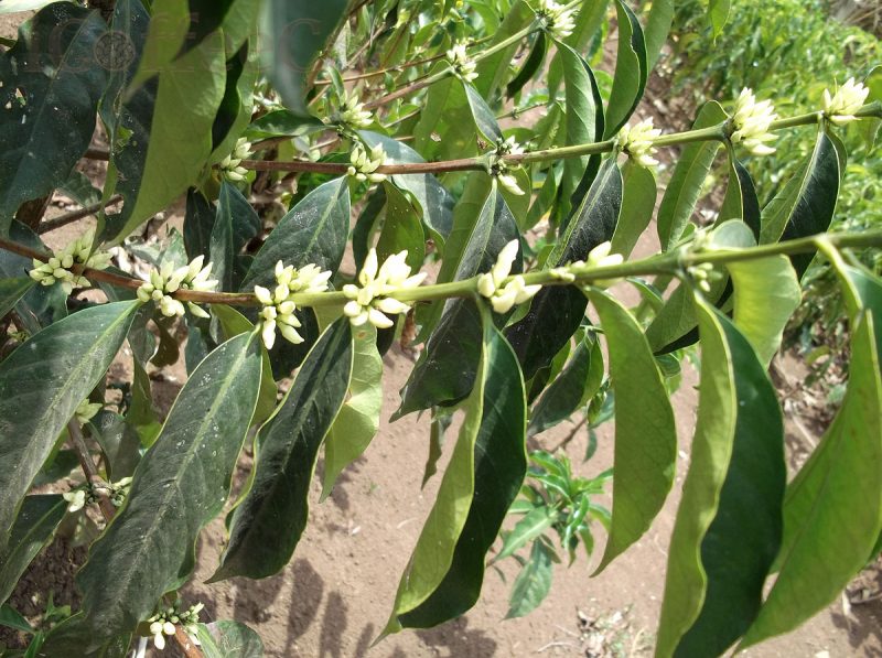 ethiopia arabica icoffeeco
